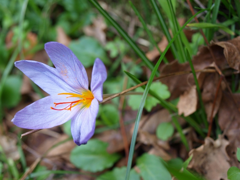 Crocus longiflorus / Zafferano autunnale