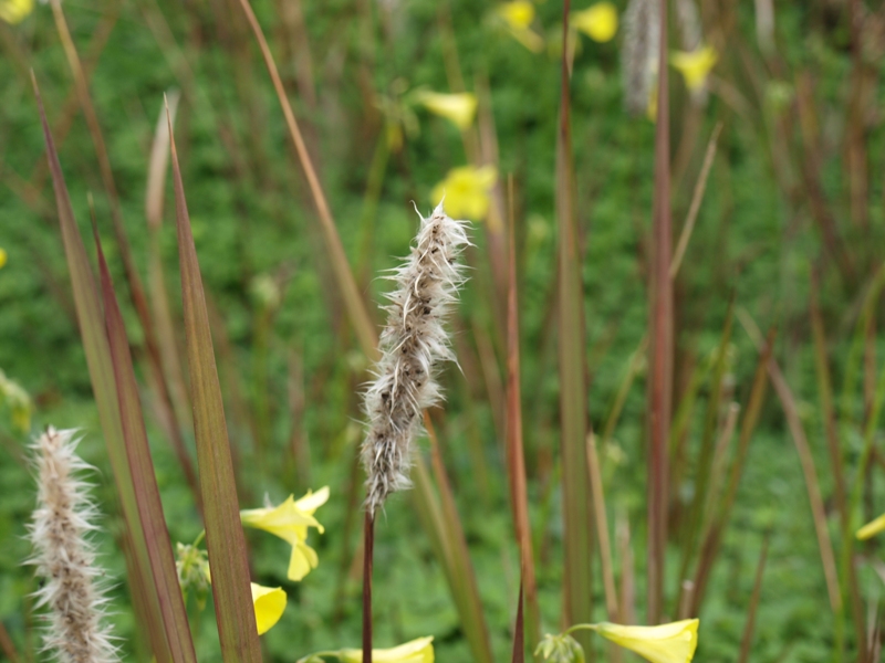 cifr.Imperata cylindrica (Poaceae)