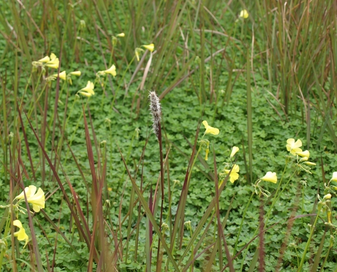 cifr.Imperata cylindrica (Poaceae)