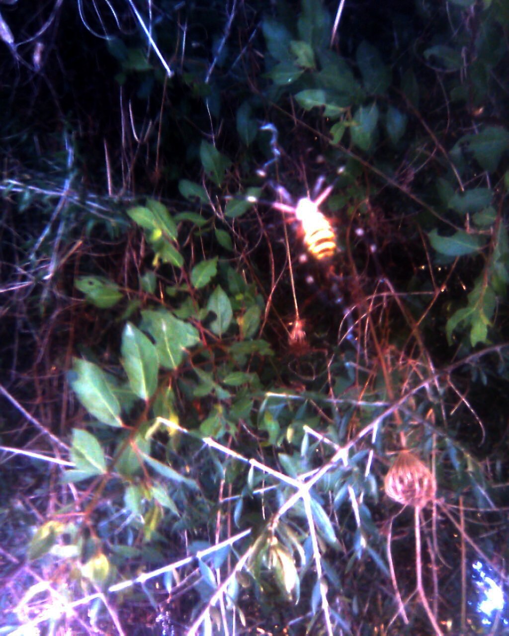 Argiope bruennichi