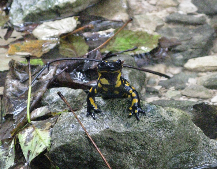 Salamandre in accoppiamento (Colli Berici)