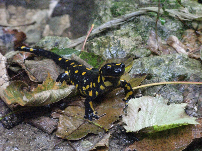 Salamandre in accoppiamento (Colli Berici)