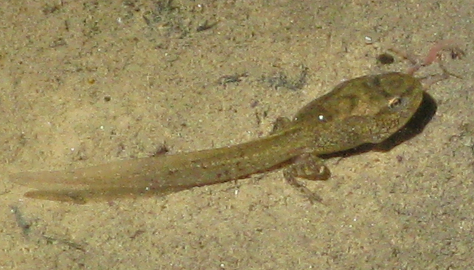 anfibi favolosi nel casentino