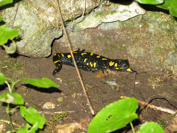 Soccorso larve salamandra