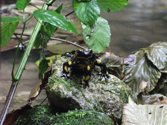 Salamandre in accoppiamento (Colli Berici)