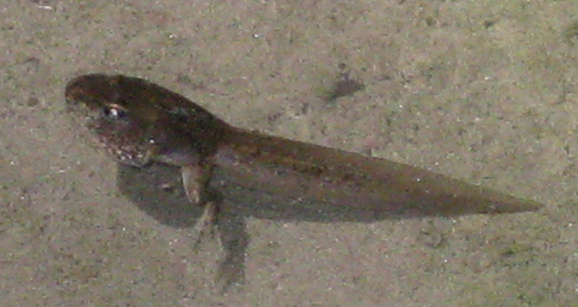 anfibi favolosi nel casentino
