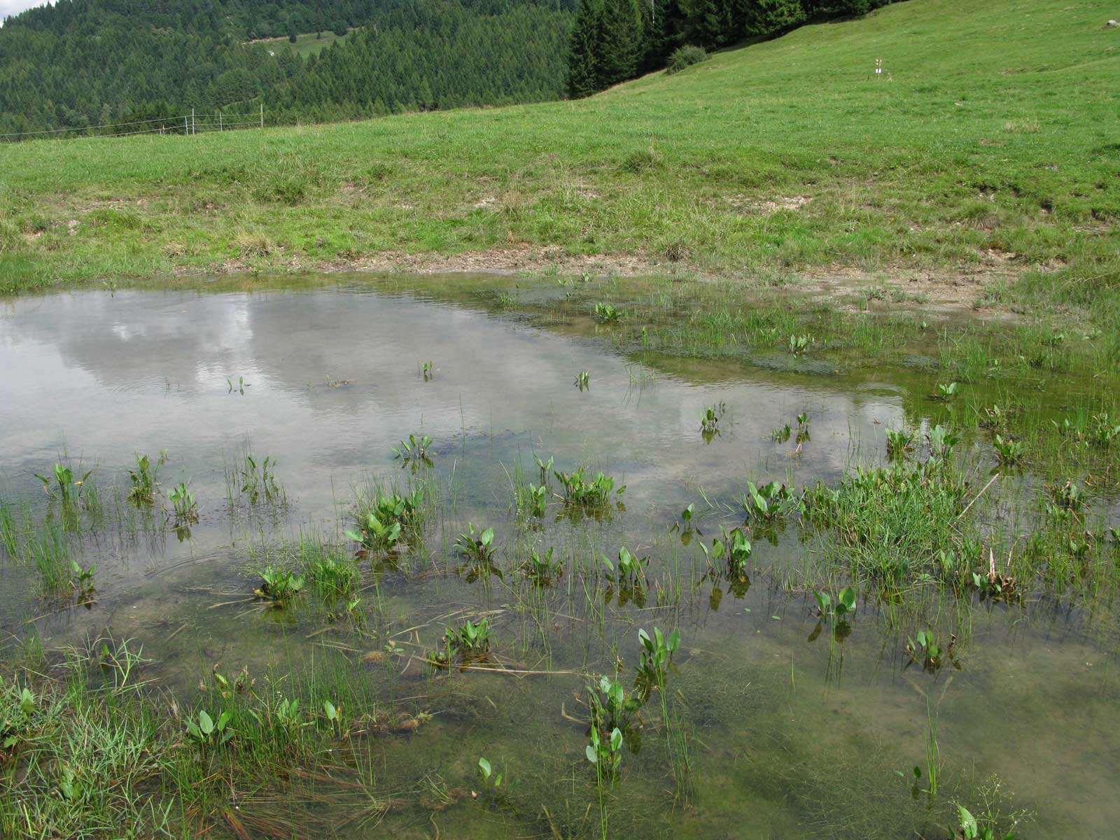 Ululoni nel bellunese