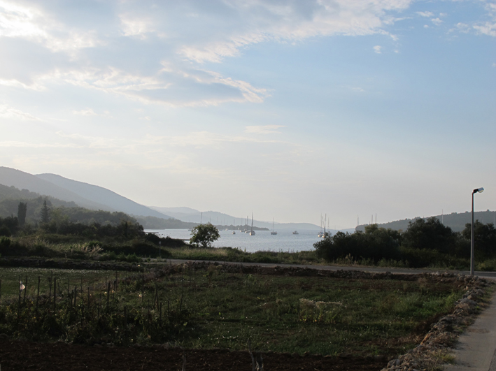 Anfibi a Dugi Otok, Croazia - H. arborea e B. viridis