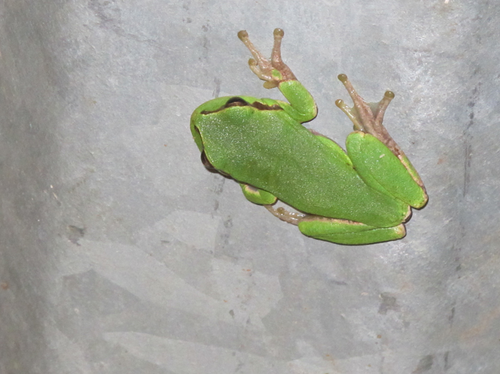 Anfibi a Dugi Otok, Croazia - H. arborea e B. viridis
