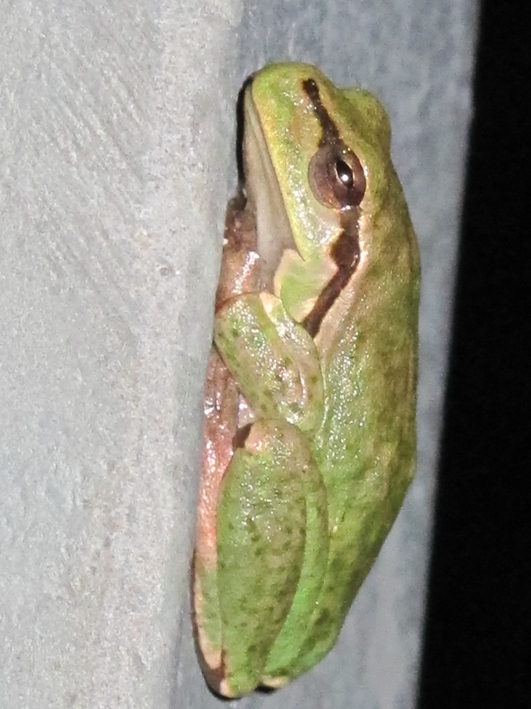 Anfibi a Dugi Otok, Croazia - H. arborea e B. viridis