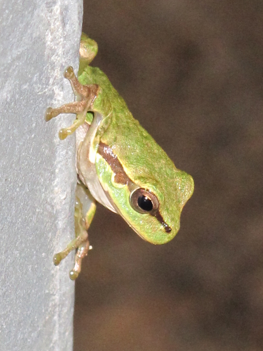 Anfibi a Dugi Otok, Croazia - H. arborea e B. viridis