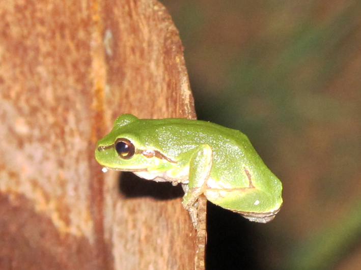 Anfibi a Dugi Otok, Croazia - H. arborea e B. viridis