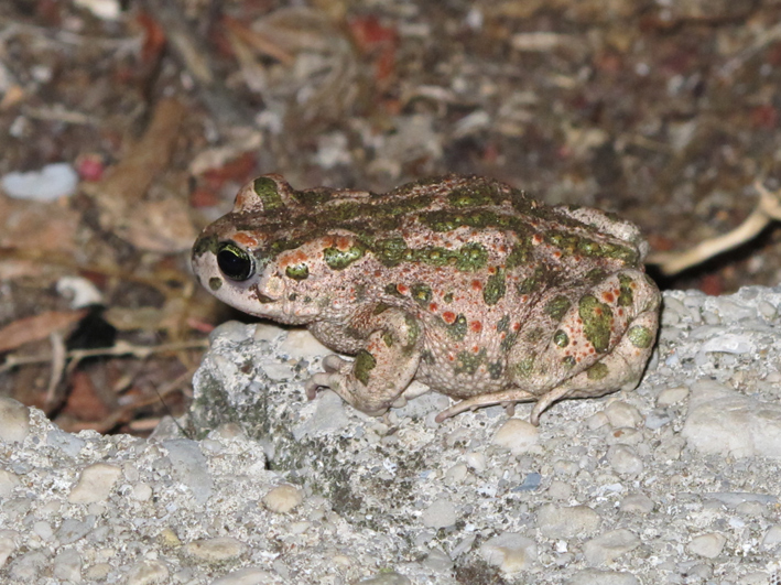 Anfibi a Dugi Otok, Croazia - H. arborea e B. viridis