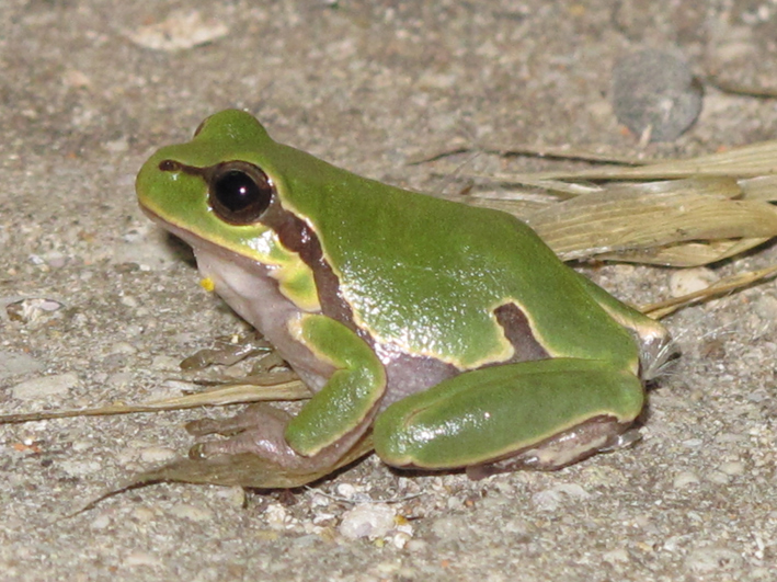 Anfibi a Dugi Otok, Croazia - H. arborea e B. viridis