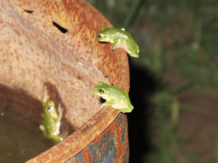 Anfibi a Dugi Otok, Croazia - H. arborea e B. viridis