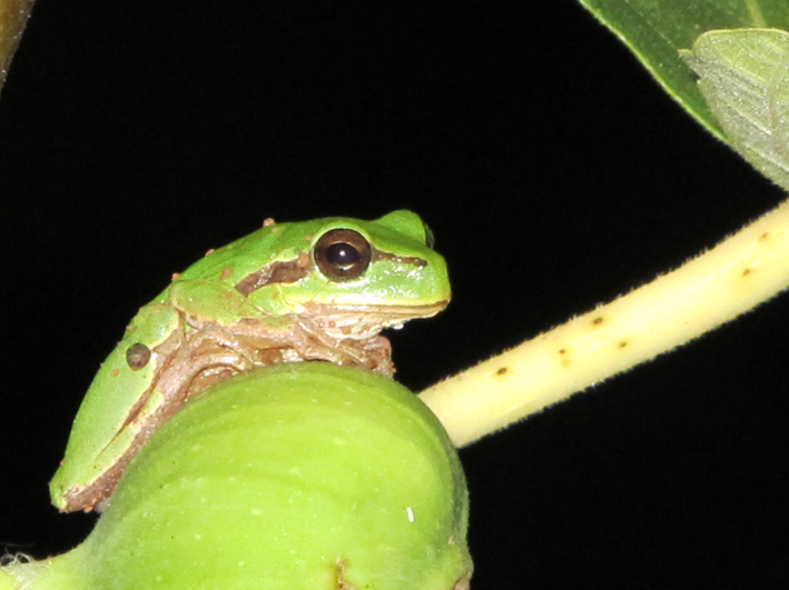Anfibi a Dugi Otok, Croazia - H. arborea e B. viridis