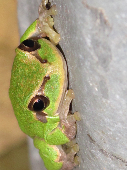 Anfibi a Dugi Otok, Croazia - H. arborea e B. viridis