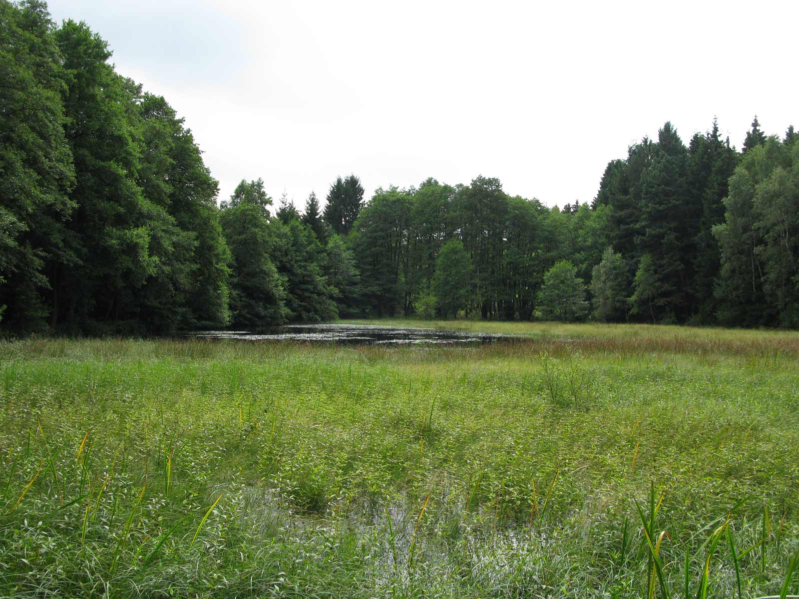 Anfibi e stagni in Turingia (Germania)
