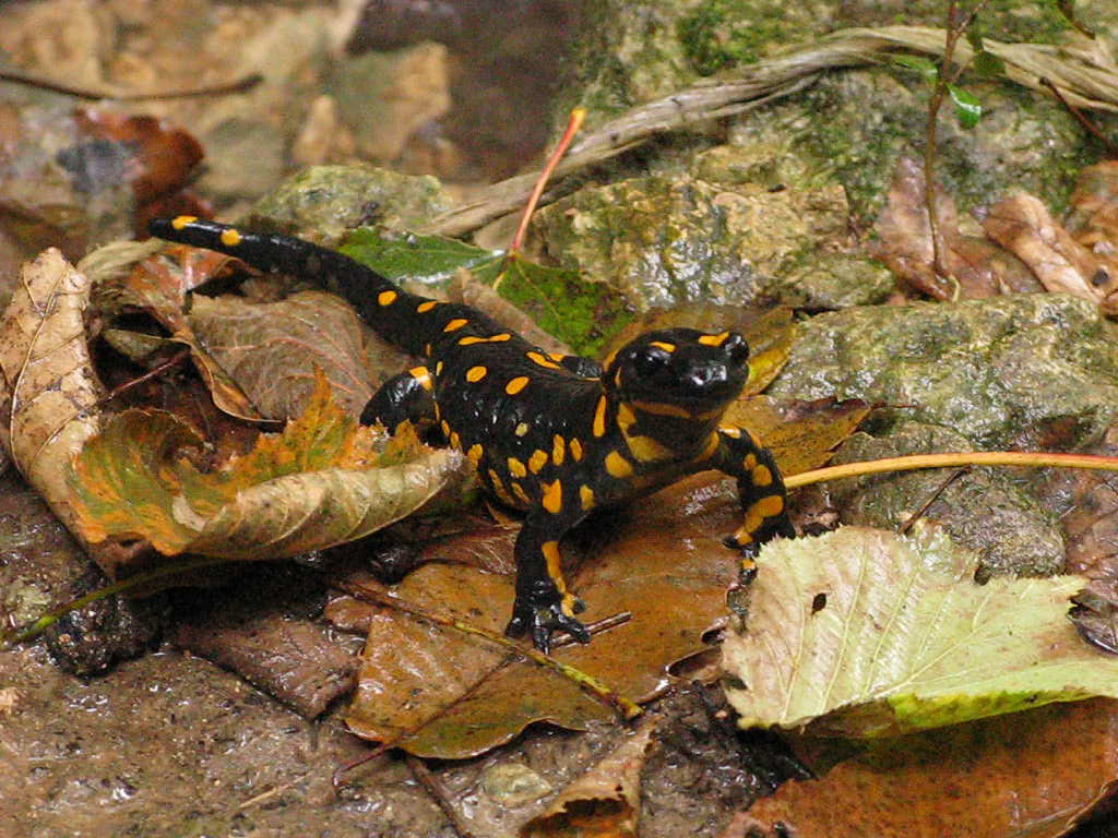 Salamandre in accoppiamento (Colli Berici)