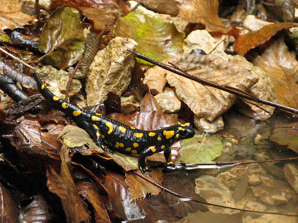 Salamandre in accoppiamento (Colli Berici)