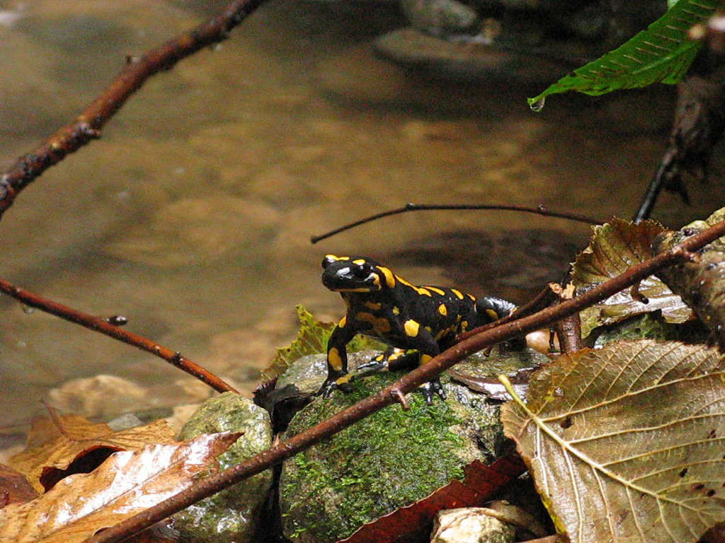 Salamandre in accoppiamento (Colli Berici)