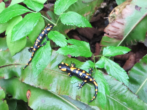 Salamandre Colli Euganei (PD)