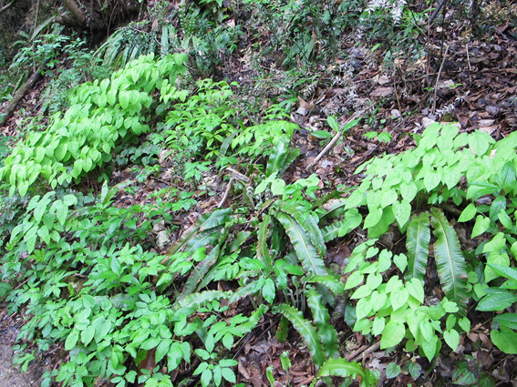 Salamandre Colli Euganei (PD)