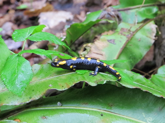 Salamandre Colli Euganei (PD)