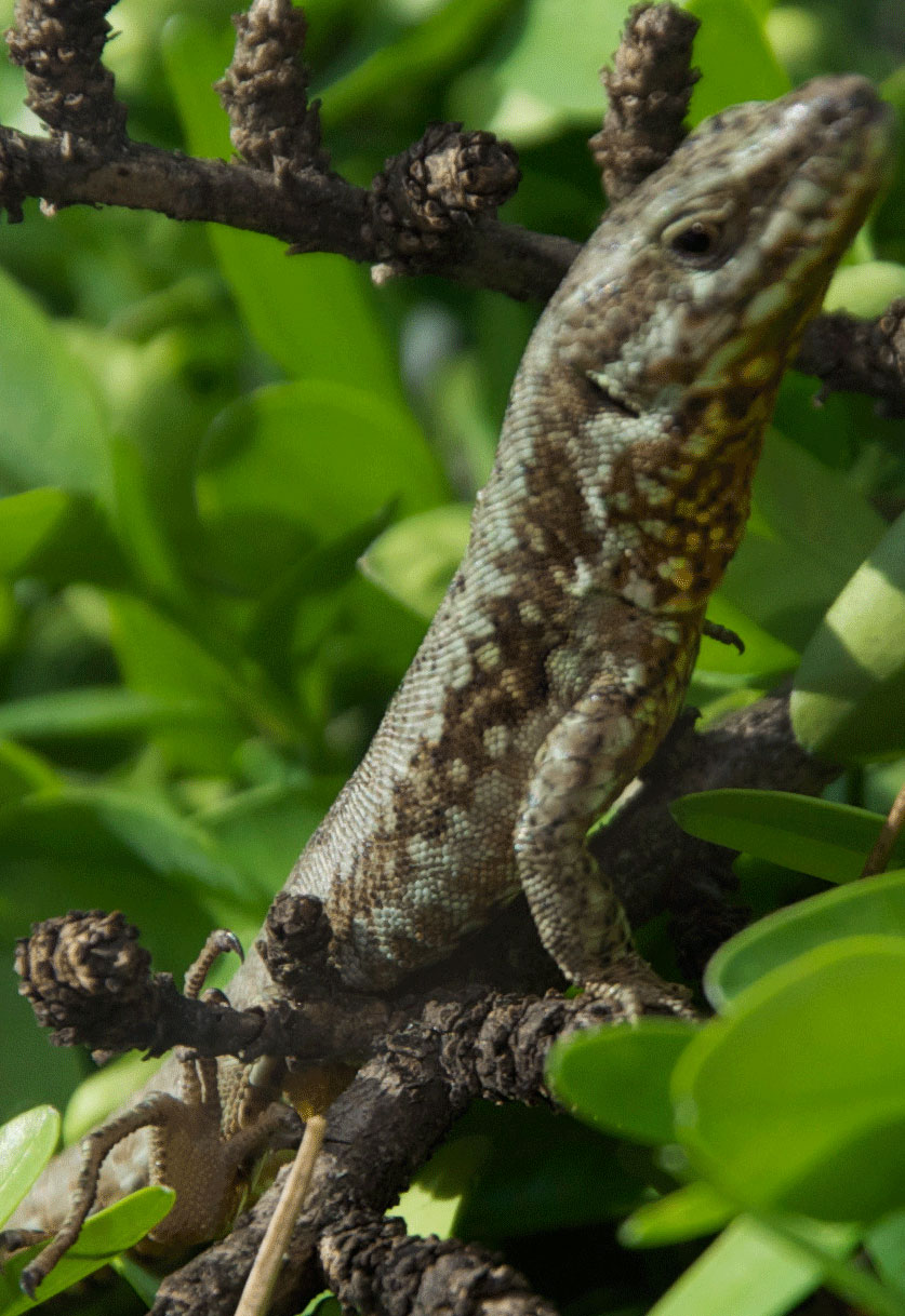 Richiesta identificazione Podarcis muralis