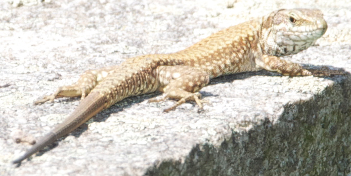 Richiesta identificazione Podarcis muralis