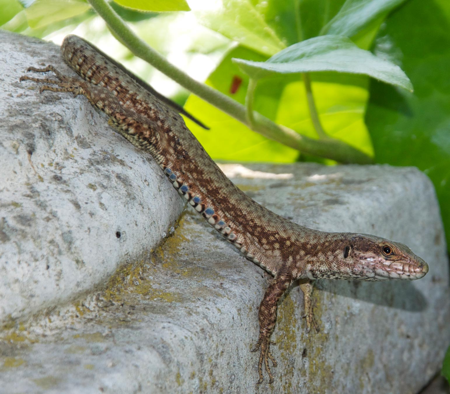 Richiesta identificazione Podarcis muralis