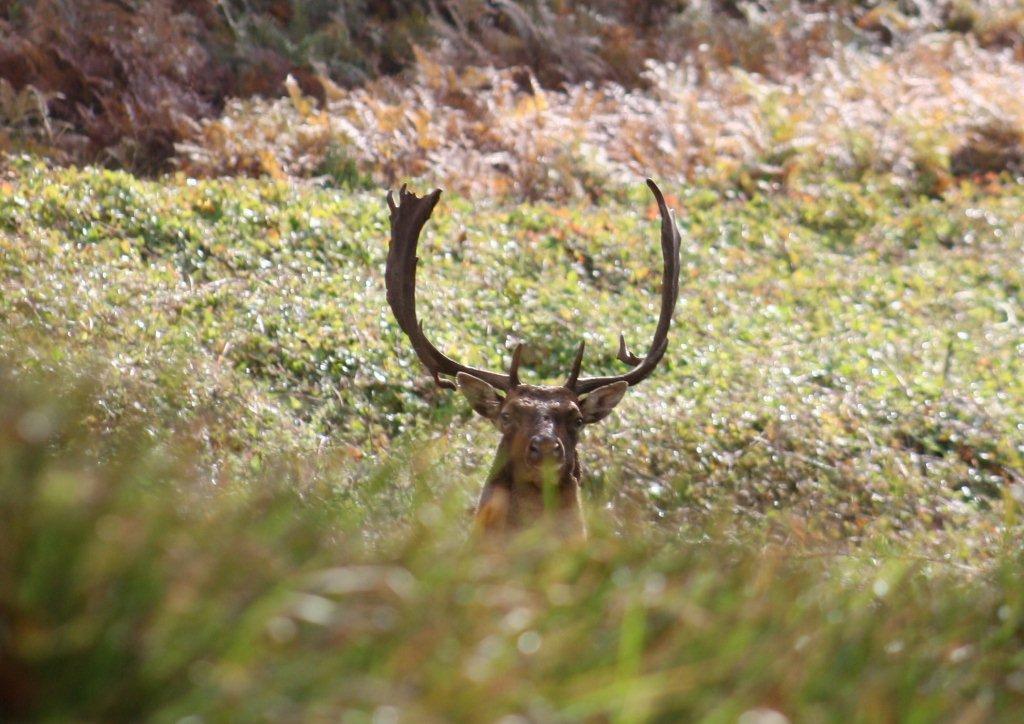 Daino: colorazione del mantello e altro...