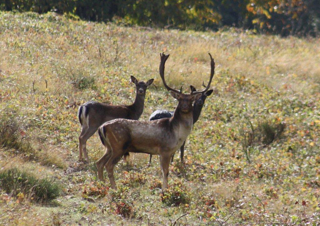 Daino: colorazione del mantello e altro...