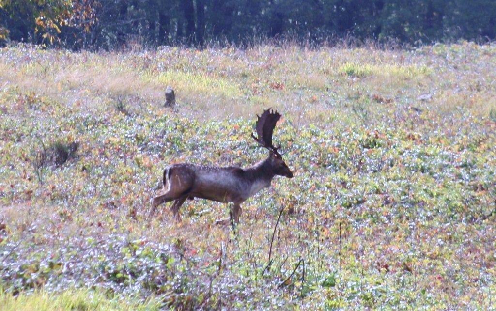 Daino: colorazione del mantello e altro...