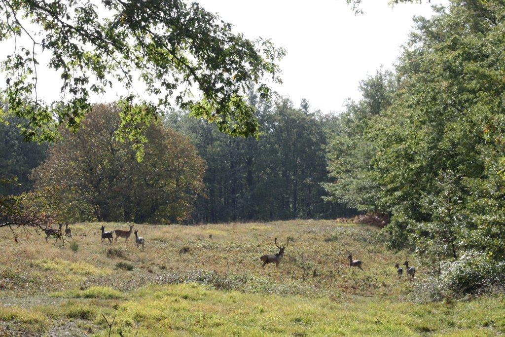 Daino: colorazione del mantello e altro...