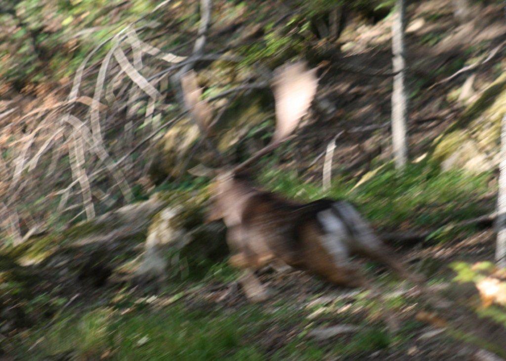 Daino: colorazione del mantello e altro...