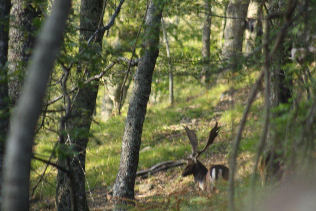 Daino: colorazione del mantello e altro...
