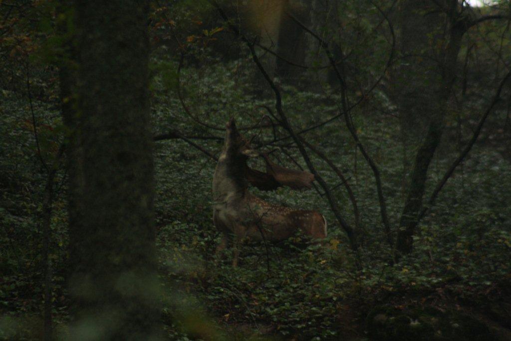 Daino: colorazione del mantello e altro...