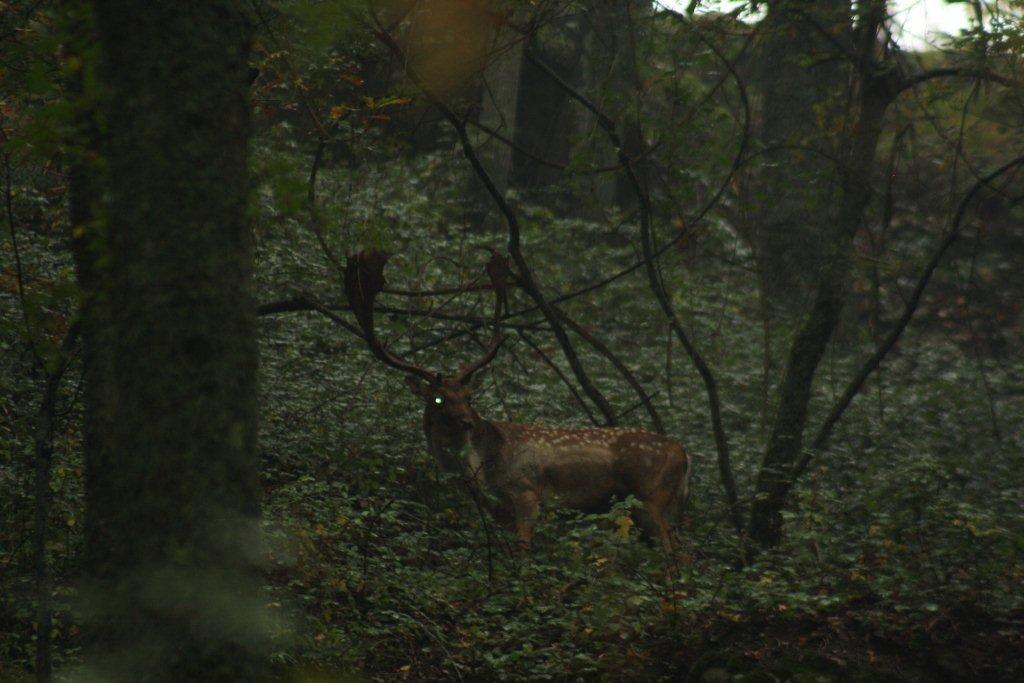 Daino: colorazione del mantello e altro...