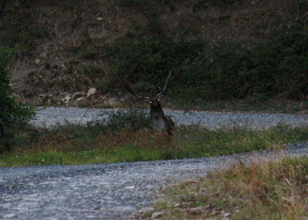 Daino: colorazione del mantello e altro...