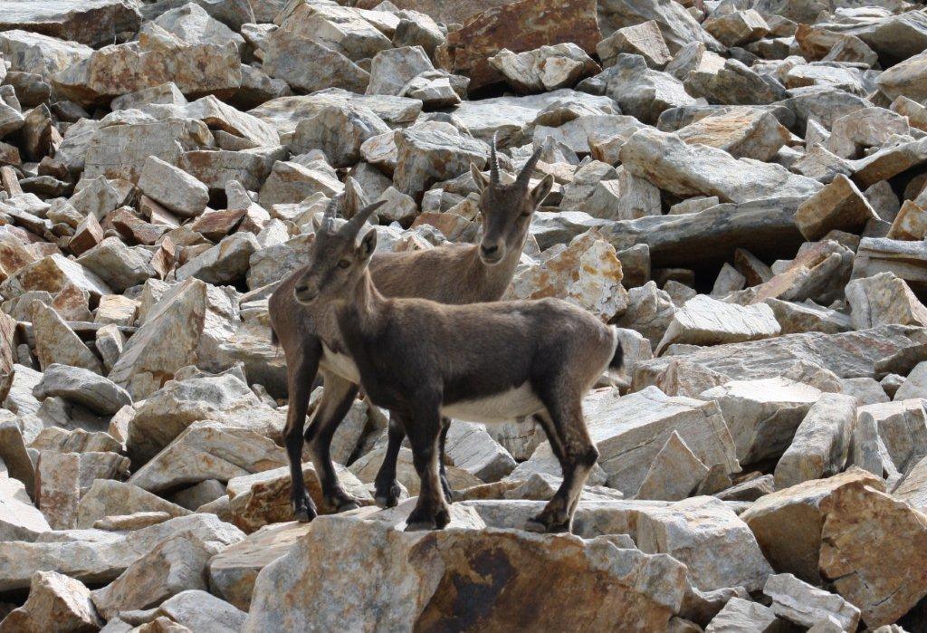 STAMBECCHI DEL MONTE ROSA