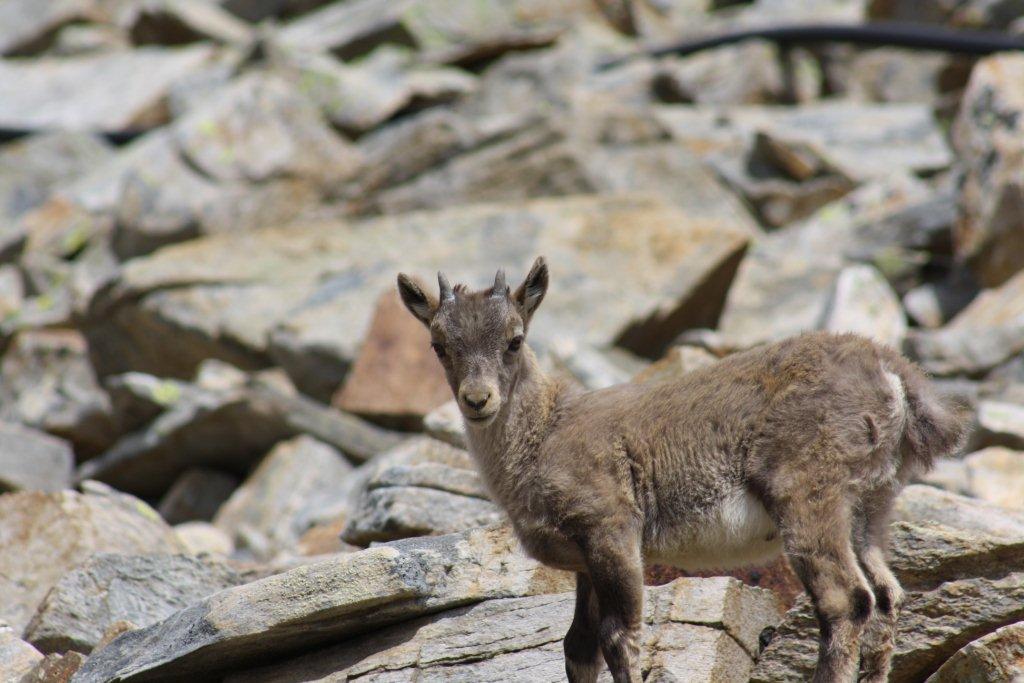 STAMBECCHI DEL MONTE ROSA
