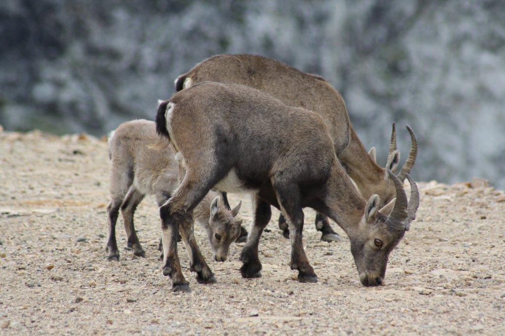 STAMBECCHI DEL MONTE ROSA