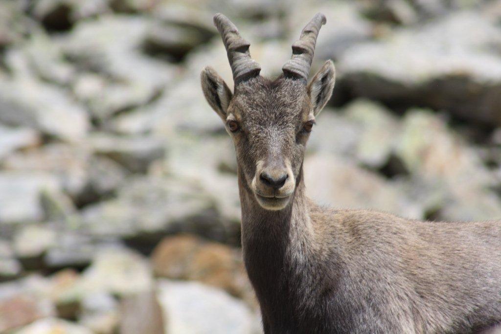 STAMBECCHI DEL MONTE ROSA