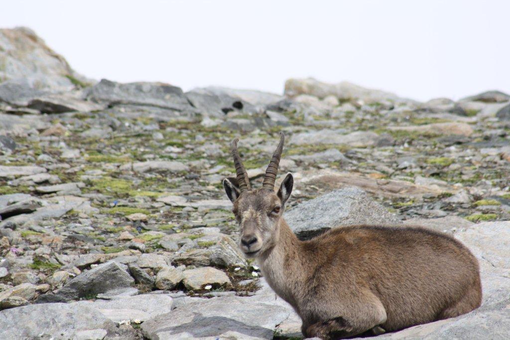 STAMBECCHI DEL MONTE ROSA