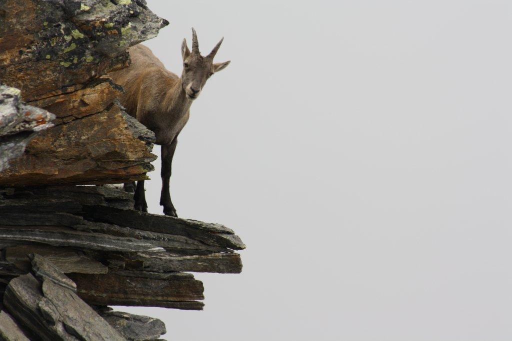 STAMBECCHI DEL MONTE ROSA