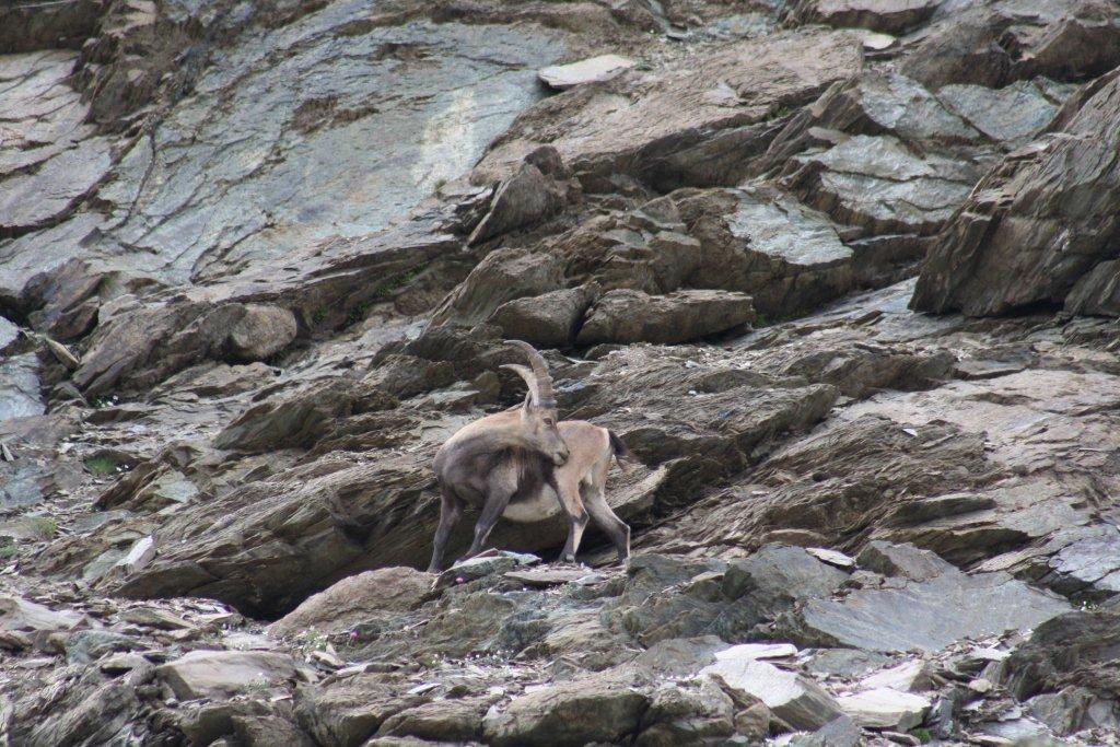 STAMBECCHI DEL MONTE ROSA