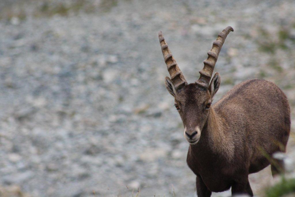 STAMBECCHI DEL MONTE ROSA