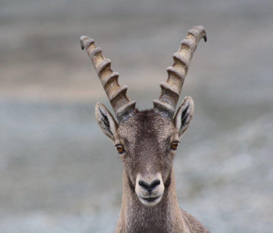 STAMBECCHI DEL MONTE ROSA