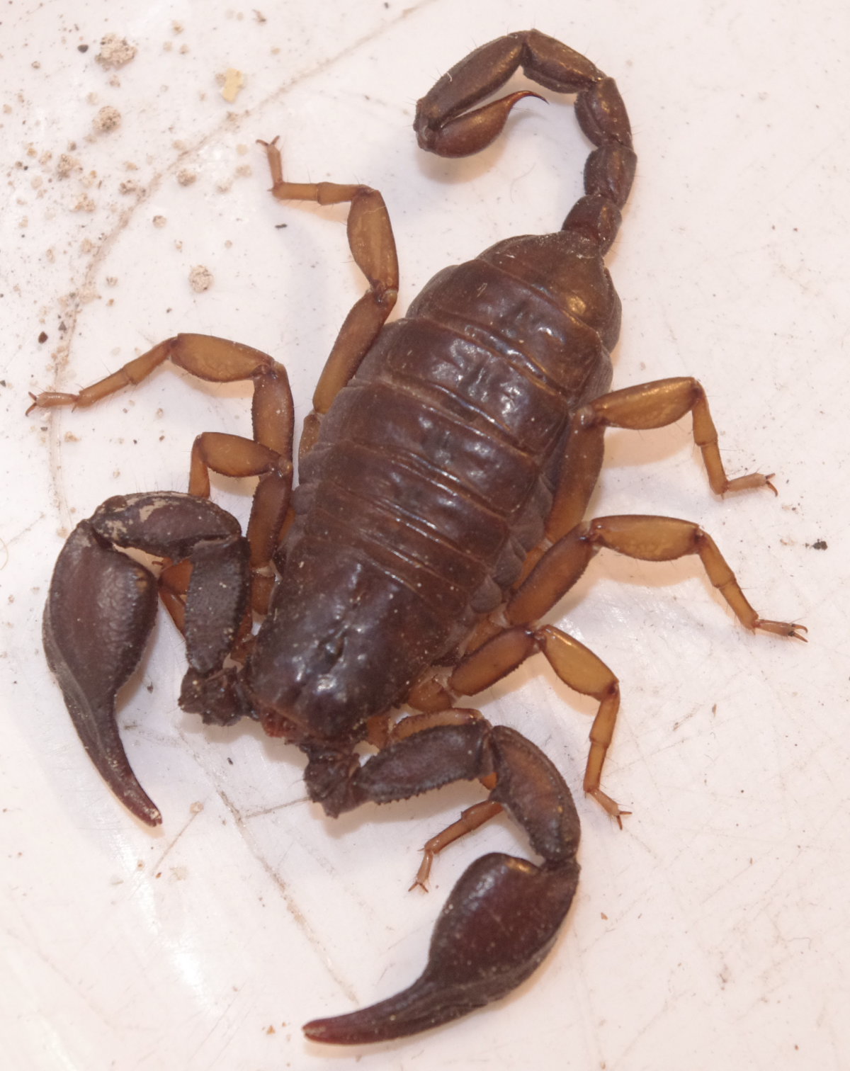 Euscorpius italicus